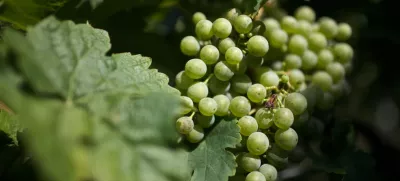 grozdje - Biološko-dinamično vinogradništvo Urbajs ACI, Rifnik nad Šentjurjem - ekološki vinarji - naravna orgamska vina, ///FOTO: Luka Cjuha OPOMBA: ZA OBJAVO V PRILOGI – DNEVNIKOV OBJEKTIV - INTERVJU