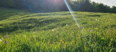 Narava pomlad april sonce travnik