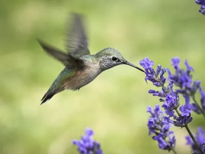 Te ptice imajo izjemne manevrske sposobnosti. / Foto: Istock