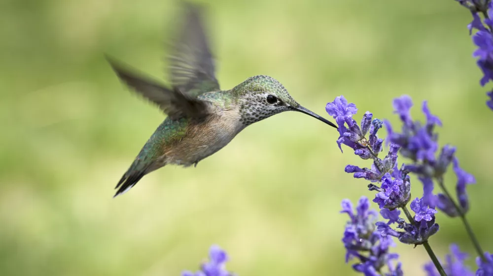 Te ptice imajo izjemne manevrske sposobnosti. / Foto: Istock