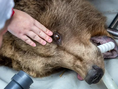 18 April 2023, Mecklenburg-Western Pomerania, Stuer: A veterinarian checks the eye of the anesthetized bear Ida, who was born in 1995 in the Stendal Zoo. The bear is taken to an examination room for a detailed examination by veterinarians. Over two days, a total of four bears from the park of the animal protection foundation "Vier Pfoten" are subjected to a detailed medical check by the veterinarians from Berlin. Photo: Jens Büttner/dpa