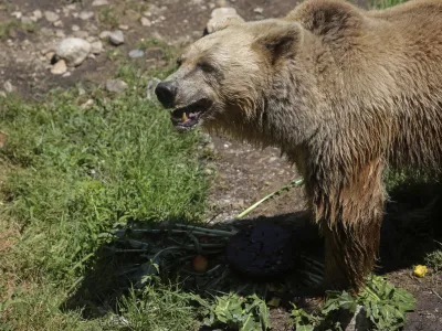 medved - 06.07.2022 - Živalski vrt ZOO Ljubljana – živali se v poletni vročini hladijo s sladoledom - //FOTO: Jaka Gasar