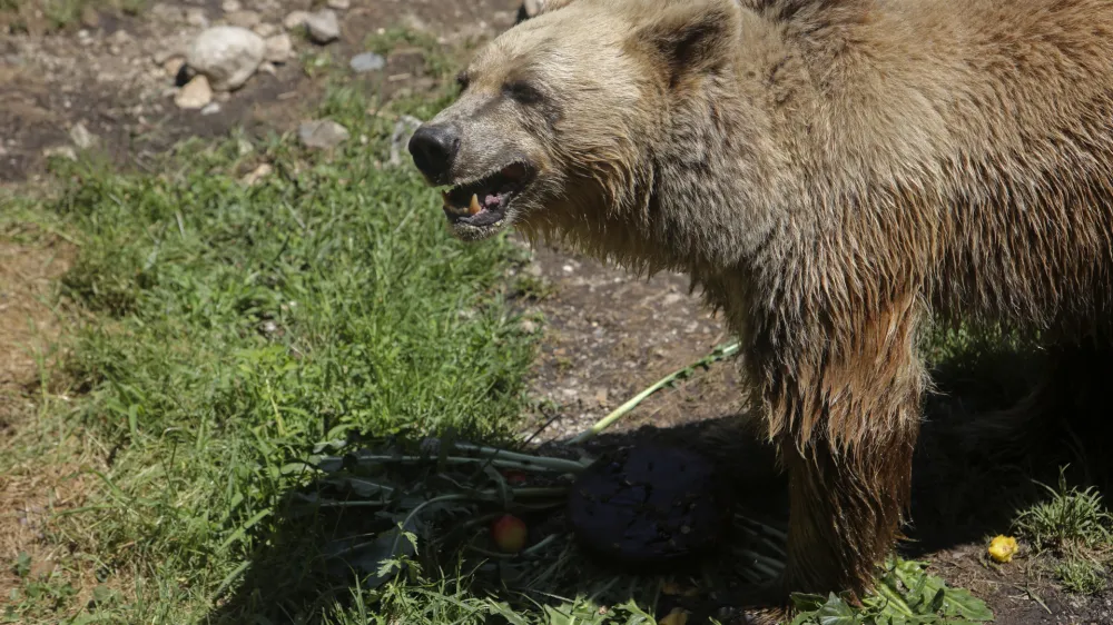 medved - 06.07.2022 - Živalski vrt ZOO Ljubljana – živali se v poletni vročini hladijo s sladoledom - //FOTO: Jaka Gasar