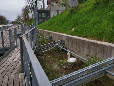 Labodji par si je gnezdo zgradil na ljubljanski Špici. 