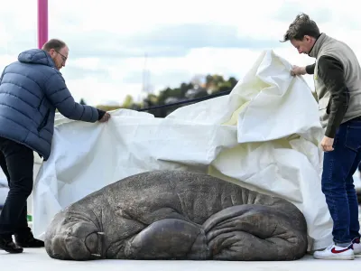 Walrus expert Rune Aae left. and initiator Erik Holm, right, unveil a skulpture of the walrus 'Freya' in Oslo, Norway, Saturday, April 29, 2023. The walrus Freya was euthanized by the Directorate of Fisheries in August 2022. The reason was that the public did not follow the recommendations from the authorities to keep their distance from the 600-kilogram animal. (Annika Byrde/NTB Scanpix via AP)