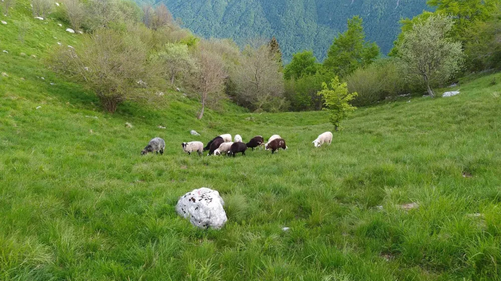 ovce foto: Pašna skupnost Starijski vrh