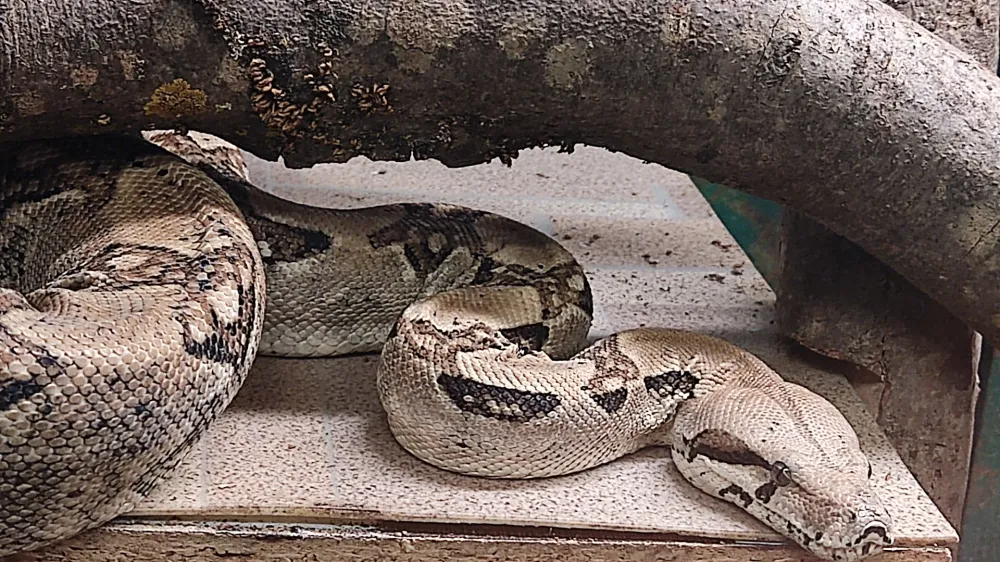 ﻿Imetniki in rejci eksotičnih živali napovedujejo, da bodo pravilnika s seznamoma prepovedanih in dovoljenih vrst živali poslali v ustavno presojo. Foto: Dnevnik 