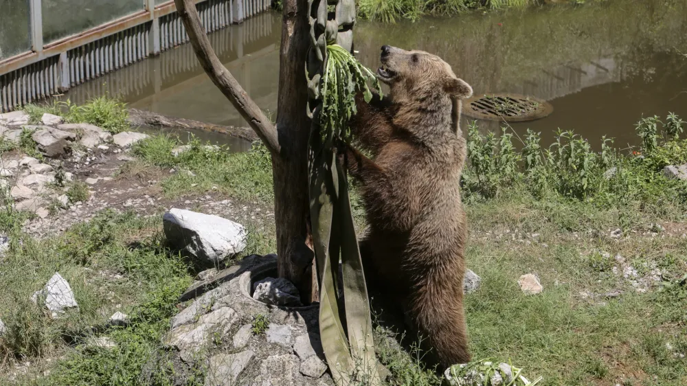 medved - 06.07.2022 - Živalski vrt ZOO Ljubljana – živali se v poletni vročini hladijo s sladoledom - //FOTO: Jaka Gasar