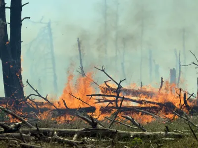 03 June 2023, Brandenburg, Jueterbog: Flames are seen during the forest fire near Juterbog. The fire in the forest has spread again. Photo: Michael Bahlo/dpa