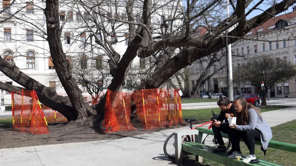 - 13.03.2023 – Miklošičev park v Ljubljani – ograjena drevesa zaradi pojava podgan - namestili deratizacijske vabe - //FOTO: Tomaž Skale