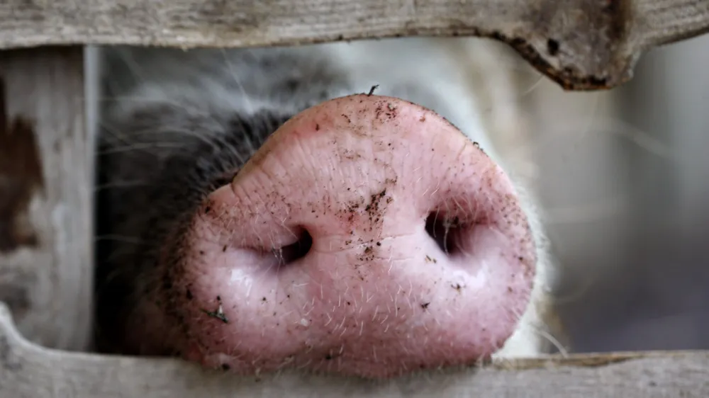 A pig's snout is seen at an enclosure at Zurich zoo April 28, 2009. The United Nations' food agency said on Tuesday its was mobilising its animal health experts to check if the new strain of flu virus widely described as swine flu is really directly linked to pigs. REUTERS/Christian Hartmann (SWITZERLAND ANIMALS)