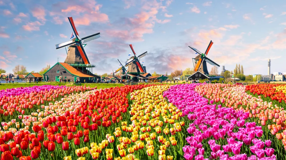 Traditional dutch windmills and houses near the canal in Zaanstad village, Zaanse Schans, Netherlands, Europe