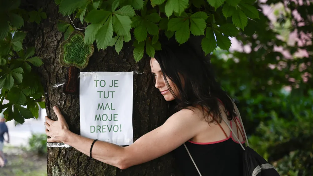  - 04.07.2023 - Napovedan posek kostanja zaradi načrtovane obnove SNG Drama je v javnosti sprožil velik odziv - zaradi poseka je nastala peticija »Kostanja pred Dramo ne damo«, ki jo je podpisalo več kot 1200 oseb. //FOTO: Nik Erik Neubauer