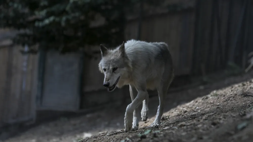 volk - 06.07.2022 - Živalski vrt ZOO Ljubljana – živali se v poletni vročini hladijo s sladoledom - //FOTO: Jaka Gasar