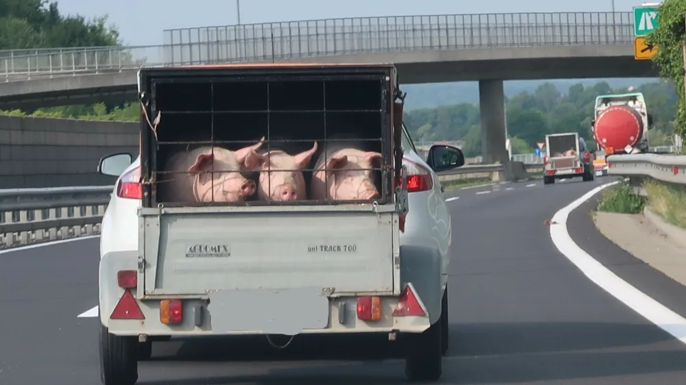 avtocesta, prašiči, prevoz. Foto: Tatjana PIhlar 