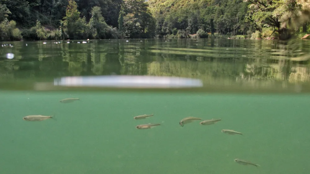 ReportaĹľa: turizem ob in na reki Kolpi, KolpaFOTO: JAKA GASAR / NEDELJSKI