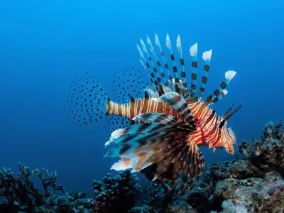 ﻿A Lion fish in Aqaba Bay