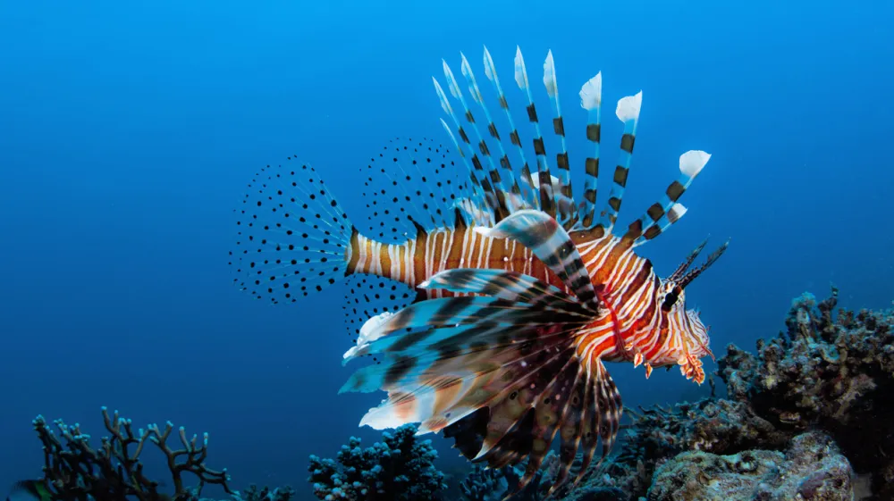 ﻿A Lion fish in Aqaba Bay