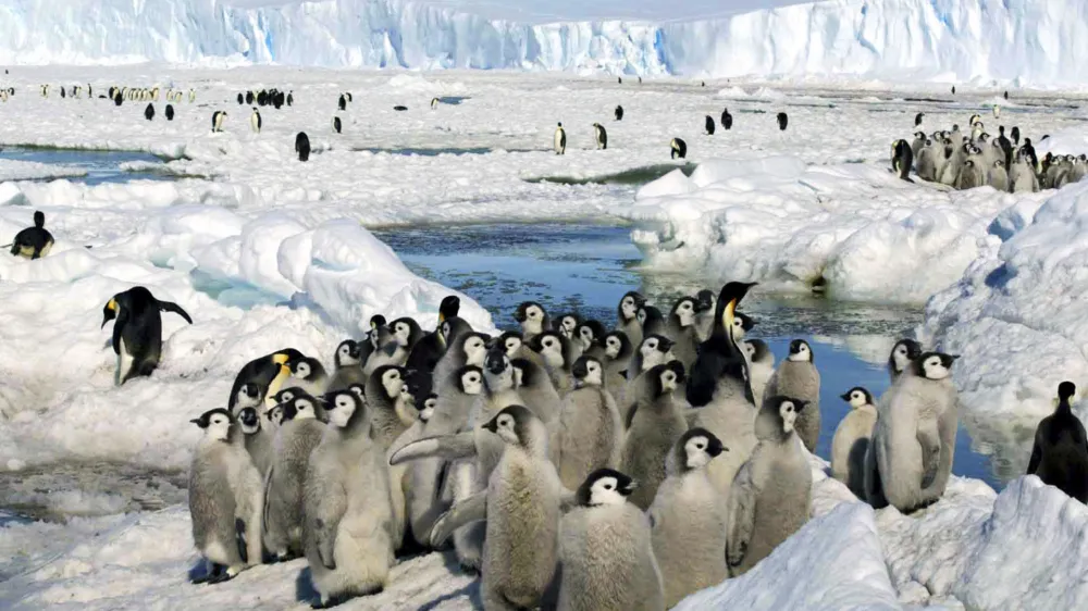 FILE - Emperor penguin chicks stand together in Antarctica on Dec. 21, 2005. The loss of ice in a region near Antarctica's Bellingshausen Sea in 2022 likely resulted in none of the emperor penguin chicks surviving in four colonies in that area, researchers reported Thursday, Aug. 24, 2023, in Nature Communications Earth and Environment. (Zhang Zongtang/Xinhua via AP, File)