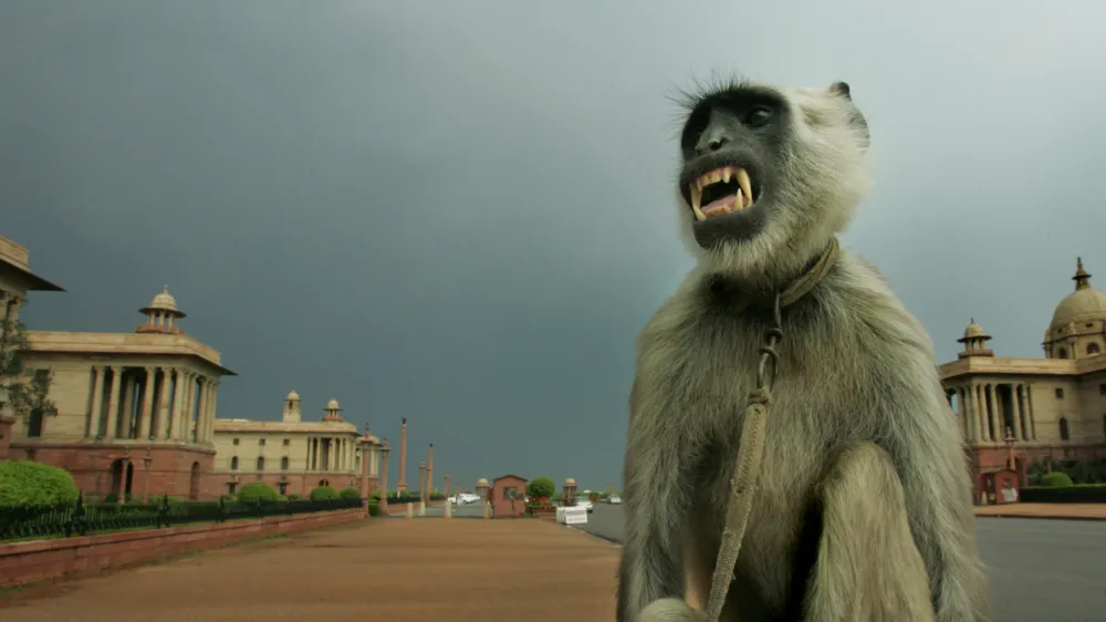 A tamed langur, a particularly fierce breed of apes, used by its owner as deterrent against rhesus monkeys in government offices, grimaces at its owner, unseen, as he dries up after a rainstorm near the Presidential Palace complex in New Delhi, India, Sunday, May 6, 2007. Many parts of northern India continued to be under hot weather conditions even as capital Delhi witnessed a brief spell of rain. (AP Photo/Gurinder Osan)