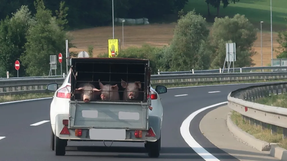 Slovenija, pomurska avtocesta, prašiči. Foto: Tatjana Pihlar 