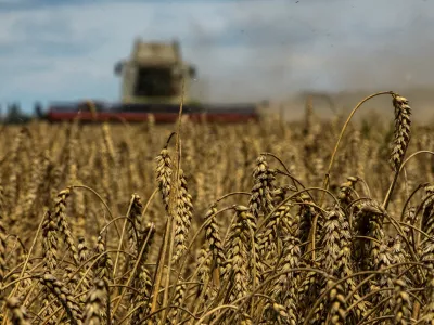 FILE PHOTO: A combine harvests wheat in a field near the village of Zghurivka, amid Russia's attack on Ukraine, in Kyiv region, Ukraine August 9, 2022. REUTERS/Viacheslav Musiienko/File Photo