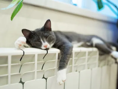 Sleeping cat on the heating radiator