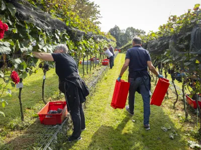 V sredo je bila tradicionalna trgatev v grajskem vinogradu. Foto: STA