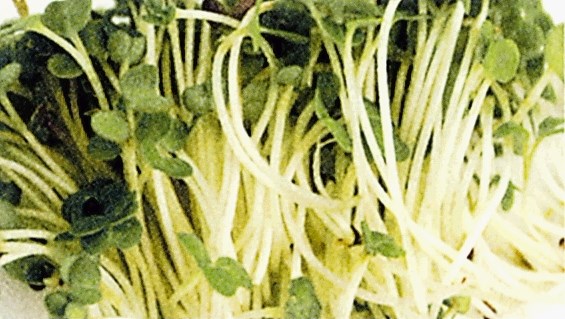 Brokoli – semena, ki  so pogosto v semenskih mešanicah, vzkalijo po treh do šestih dneh. Kalice so zelo močnega okusa. 