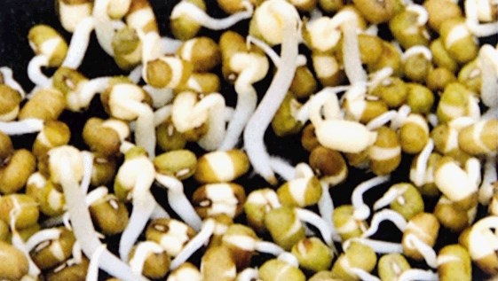 Zeleni fižol mungo  – semena kalijo v temi in se razvijejo v kitajske kalčke, po dveh do štirih dneh pa jih že lahko jemo. 