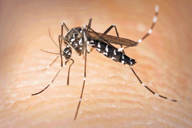 Azijski tigrasti komar ( Aedes albopictus )