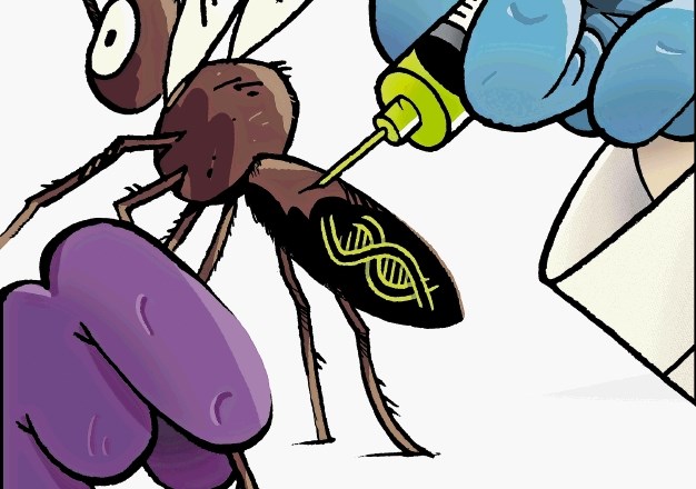 Komarji: vedno nadloga, vse pogosteje tudi nevarnost