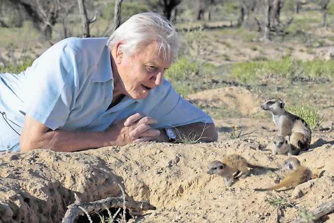 Devetdesetletni sir David Attenborough v pogovoru z živalskimi prijatelji