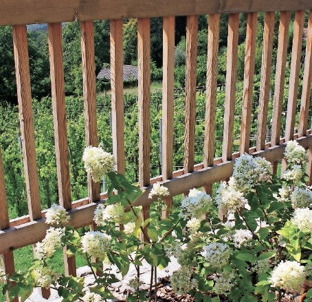 Detajl ob ograji: cvetoče hortenzije