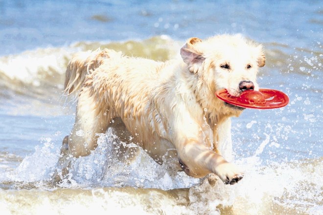 Na Malem Lošinju je na voljo osem plaž za pse.