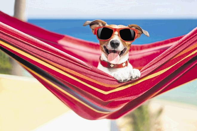 Za najboljšo pasjo plažo v Jadranskem morju velja Monty's Dog Beach and Bar, kjer imajo psi na voljo tudi svoj bar.
