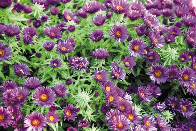Med najbolj priljubljene sorte aster sodijo temno vijoličaste purple dome.