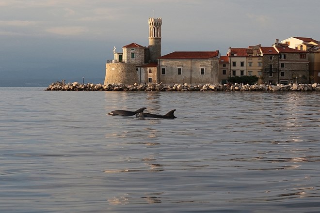 Slovenski raziskovalci odkrili nov način prepoznavanj delfinov