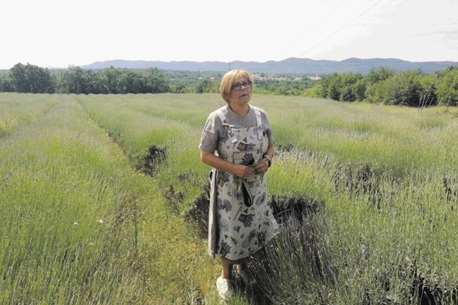 Tanja Arandjelović je ena največjih pridelovalk sivke na Krasu in gonilna sila Festivala sivke.