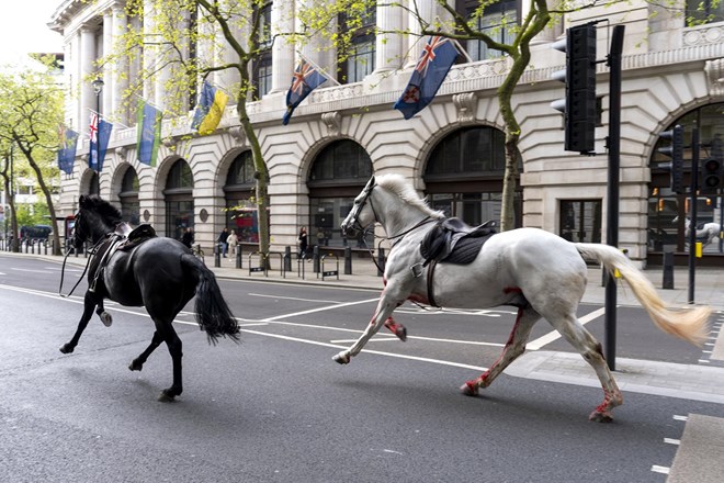 #foto #video Po Londonu divjali pobegli konji kraljeve straže