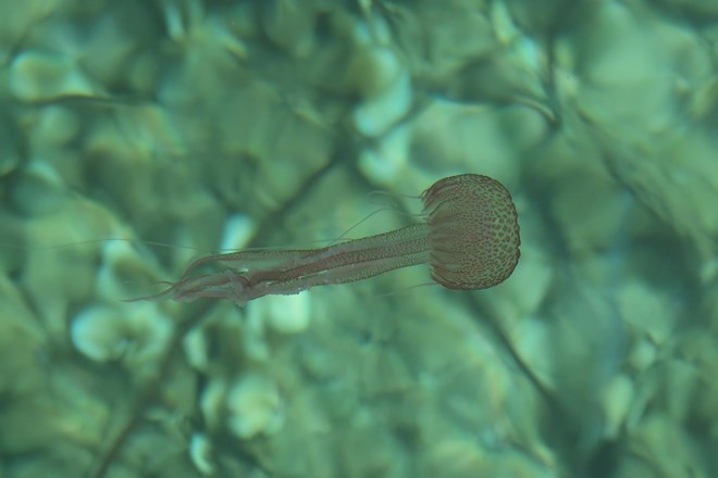 #foto Korčulo preplavile najnevarnejše meduze v Sredozemskem morju