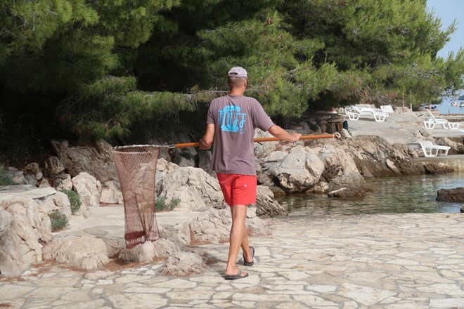 #foto Korčulo preplavile najnevarnejše meduze v Sredozemskem morju