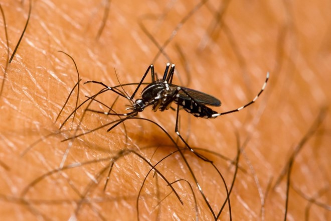 Vse bolj nevarni tigrasti komarji zahtevajo posebne ukrepe