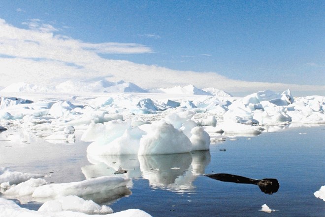 Led na Antarktiki se resda tali, a obenem ga na drugih koncih te celine še več nastane,  trdi skupina znanstvenikov ameriške...