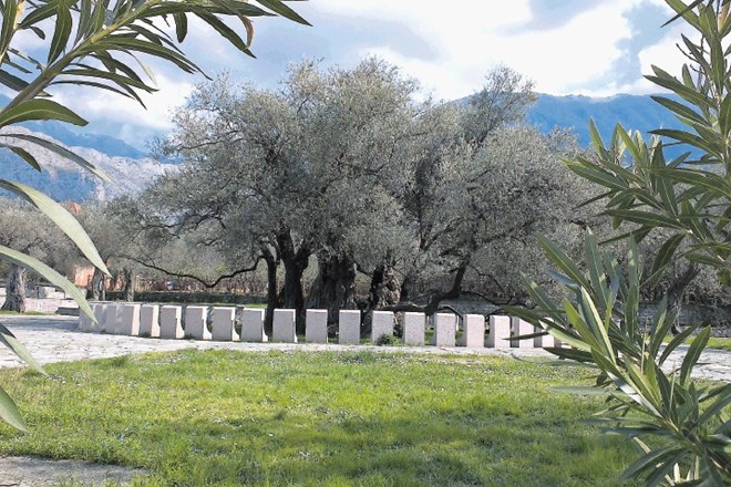 Dva tisoč let stara oljka v črnogorskem Baru 