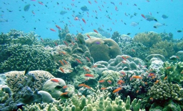 (Foto: ARC COE for Coral Reef Studies/Marine Photobank/Reuters)