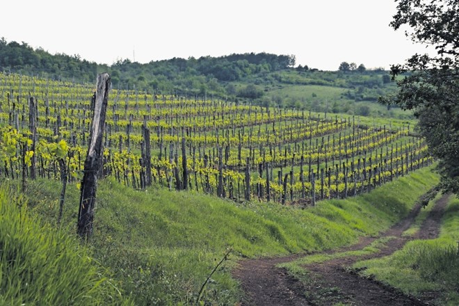 Vinogradi v okolici  Brtonigle, od koder prihaja najboljše rdeče vino.