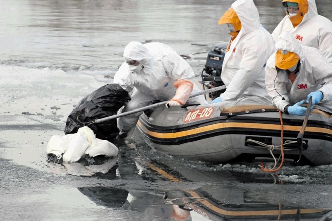 Leta 2006, ko je ptičja gripa v Sloveniji nazadnje morila divje ptice, so poginule labode s pomočjo  čolnov pobirali iz...