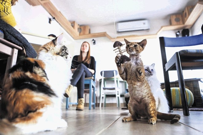 Mačke menda uživajo tudi ob spominih na dober obrok.