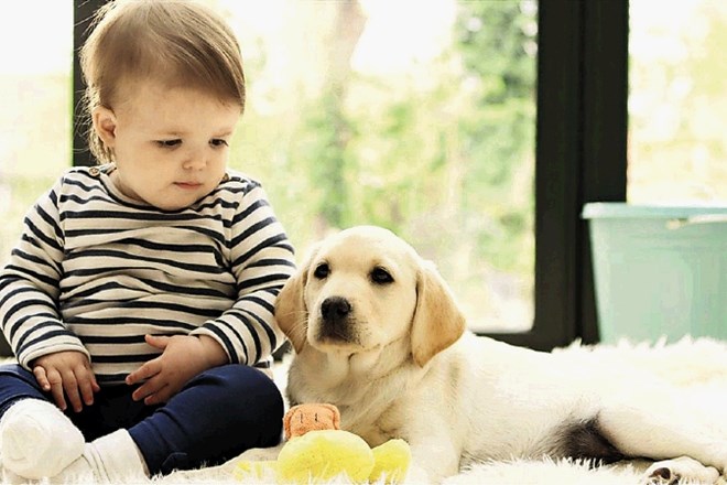 Psi znajo dobro izsiljevati s pogledom in svojo otroško, igrivo naravo.